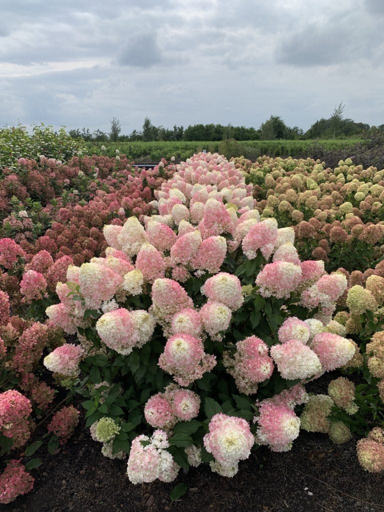 Proven-Winners%C2%AC-Hydrangea-pan.-SMHPPINKA-Pinkachu%C2%AC-19-768x1024.jpg