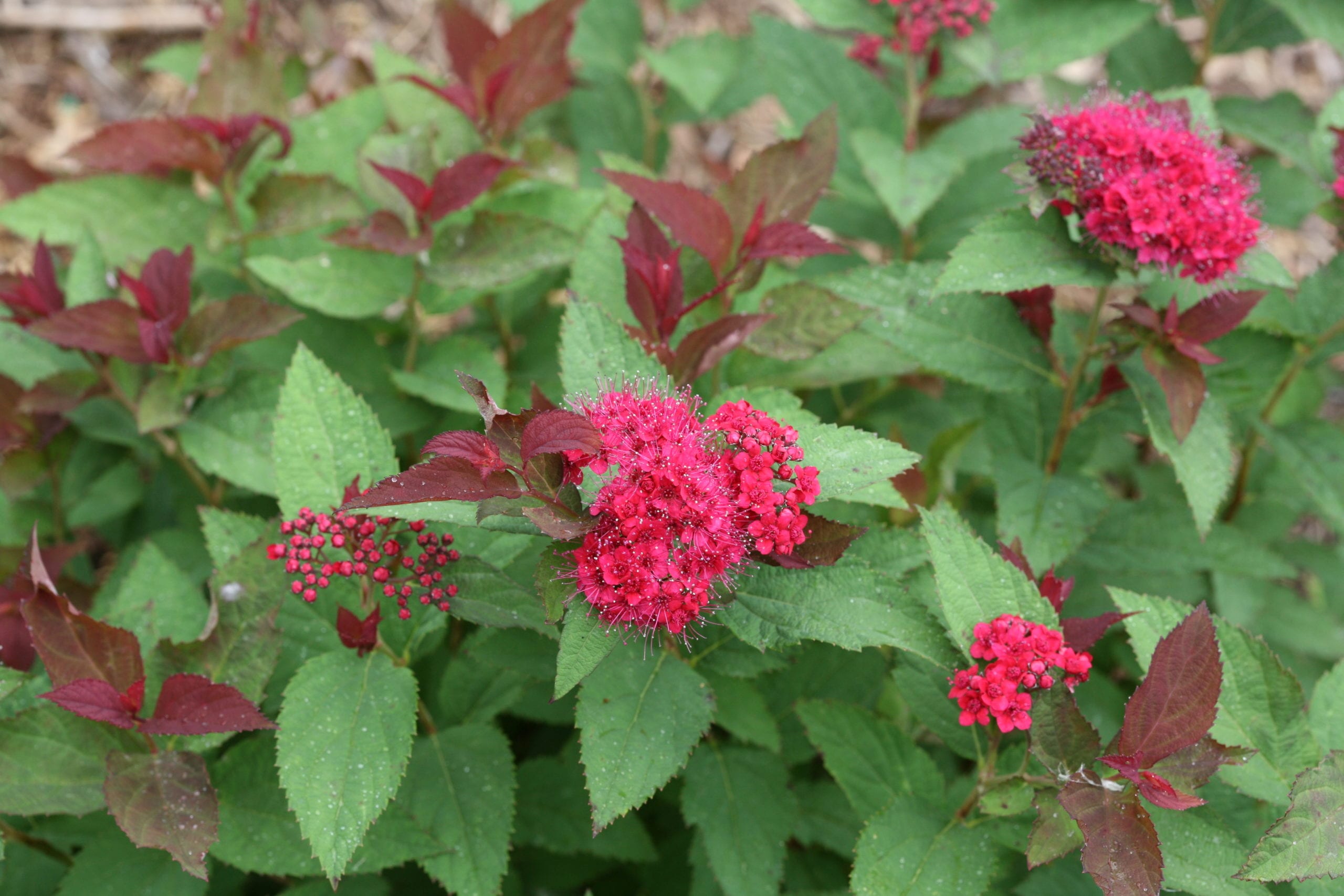 Proven Winners® Spiraea x 'NCSX2' Double Play® Doozie® E1