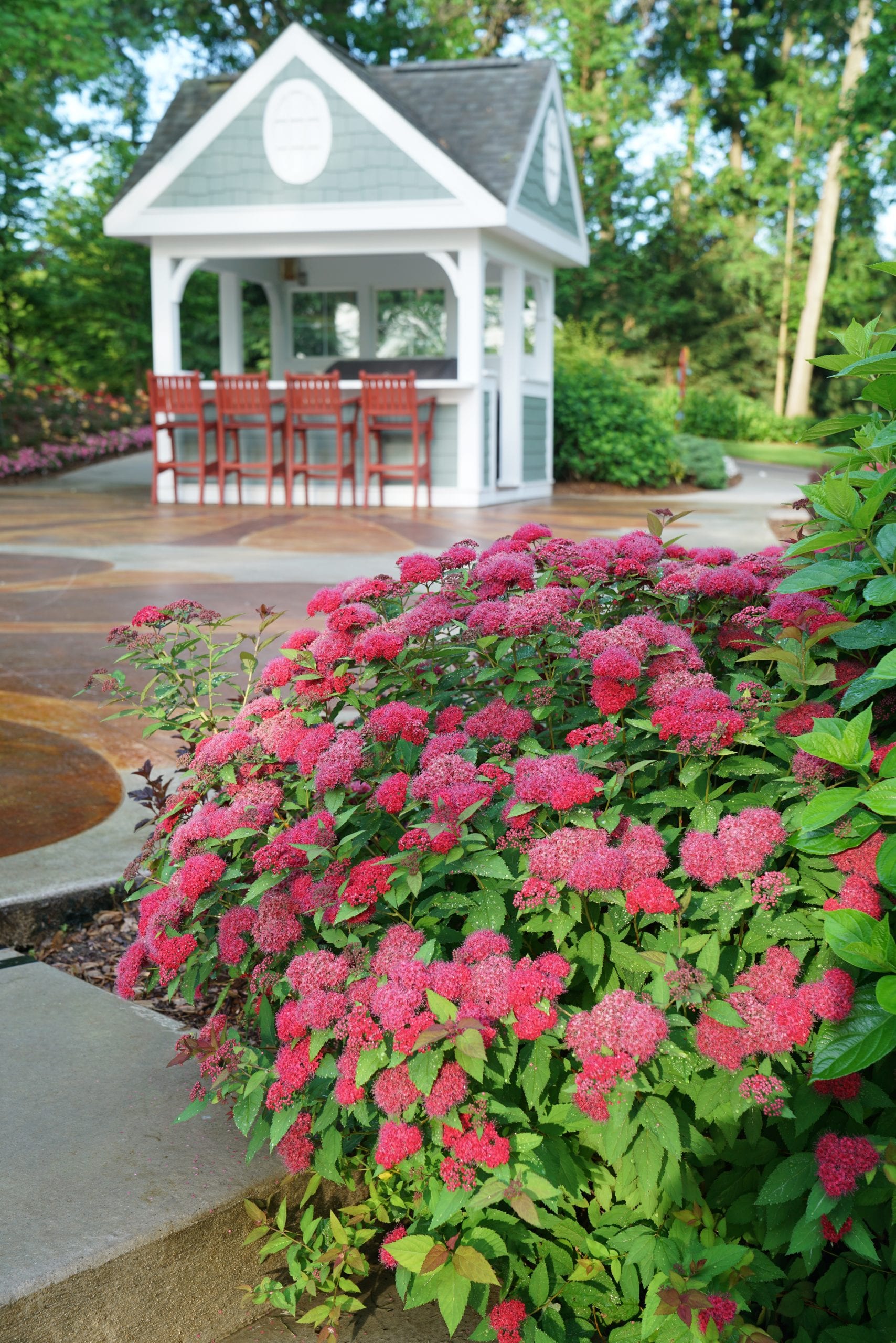 Proven Winners® Spiraea x 'NCSX2' Double Play® Doozie® E2