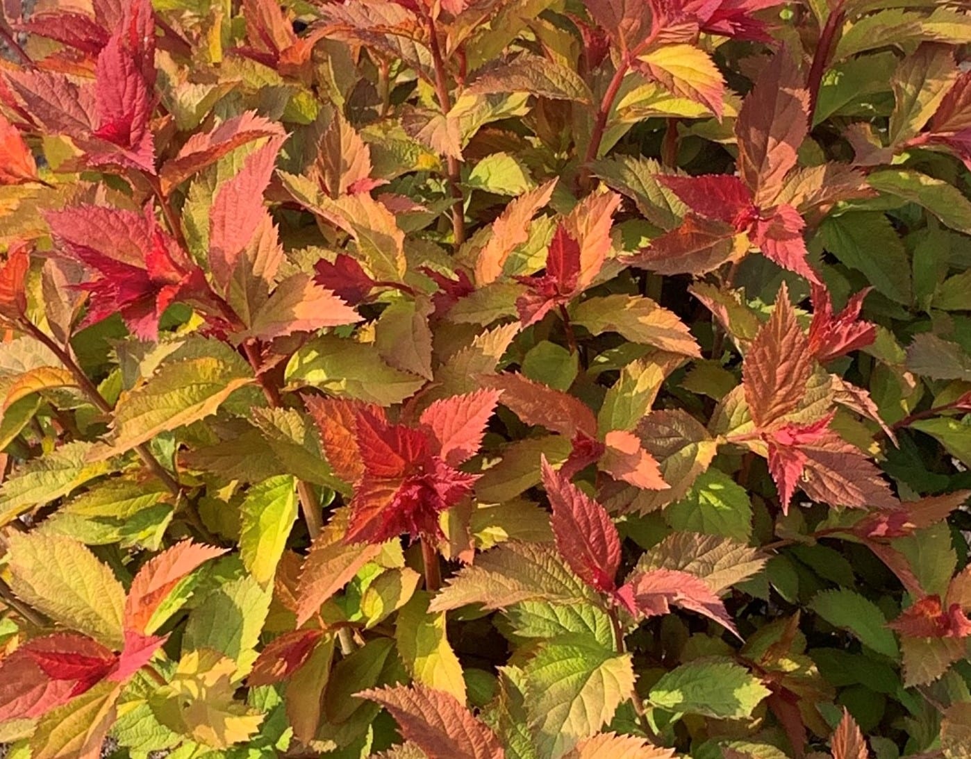 Proven Winners® Spiraea x 'NCSX2' Double Play® Doozie® E4 cut out