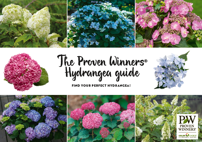 The Proven Winners® Hydrangea guide now available in 6 languages