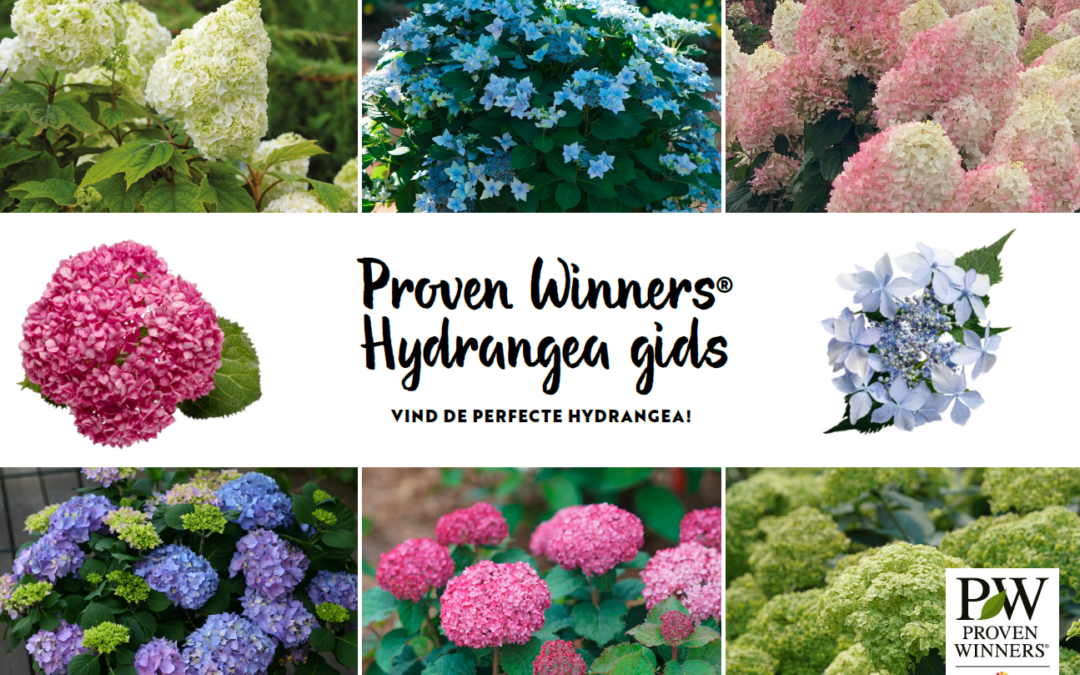 De Proven Winners® Hydrangea gids nu beschikbaar in 7 talen