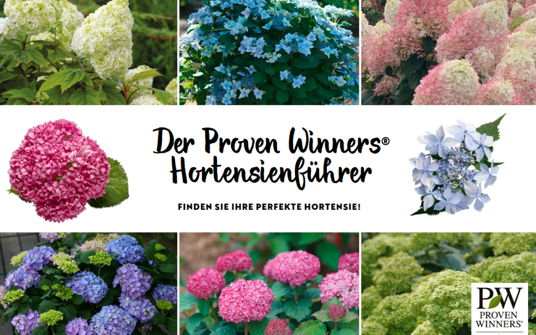 Der Proven Winners® Hortensien Führer ist jetzt in 7 Sprachen erhältlich