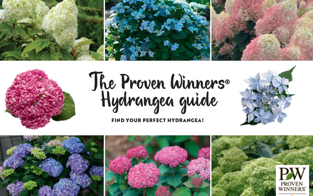 The Proven Winners® Hydrangea guide now available in 7 languages
