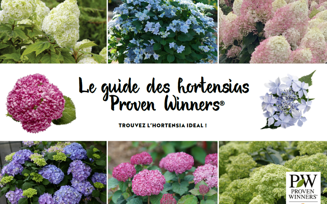Le guide des hortensias Proven Winners® désormais disponible en 7 langues